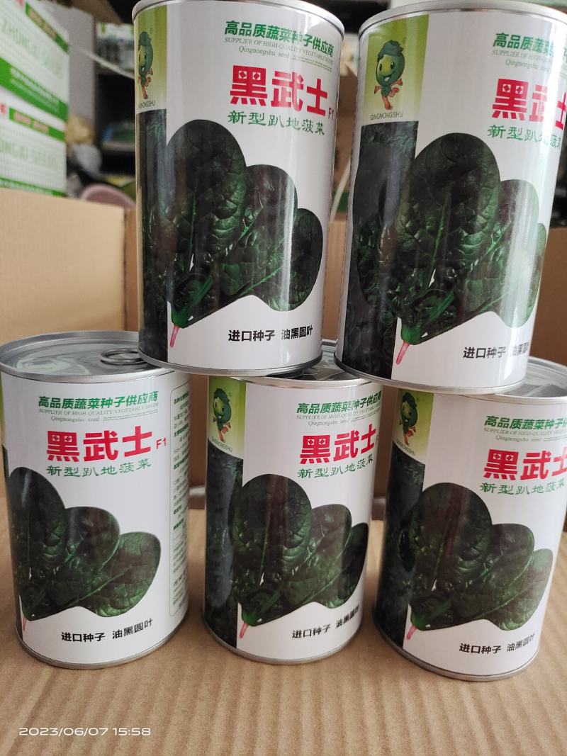 耐热趴地菠菜种子油亮圆叶抗性强250克500克