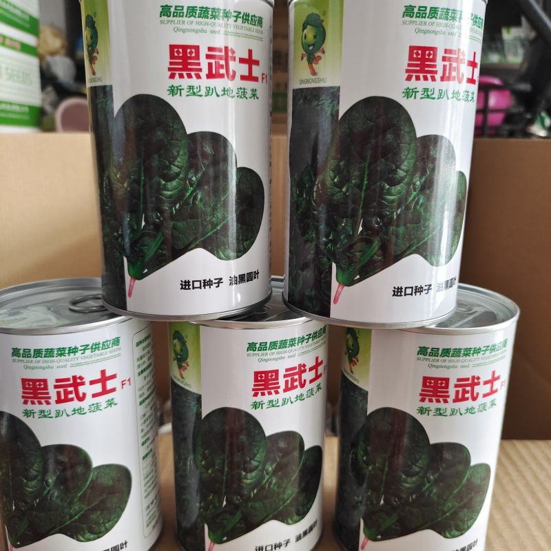 耐热趴地菠菜种子油亮圆叶抗性强250克500克