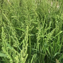 棒棒草籽小龙虾养殖苦梗草菵草冬季秋季棒棒草籽虾塘棒棒草种
