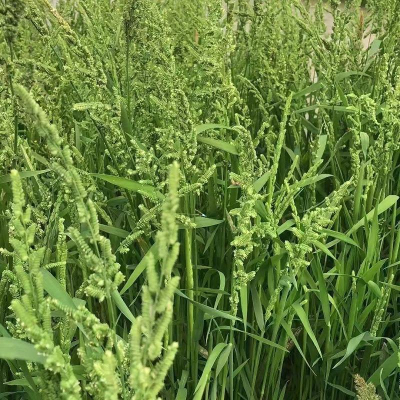棒棒草籽小龙虾养殖苦梗草菵草冬季秋季棒棒草籽虾塘棒棒草种