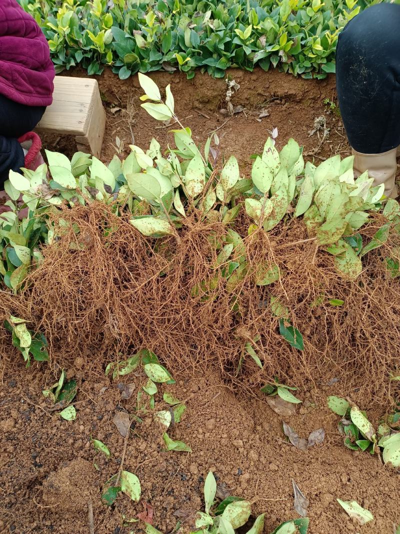 广西桂林春城苗木基地金森女贞小秧苗可长期供苗，欢迎实地考