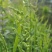 棒棒草籽小龙虾养殖苦梗草菵草冬季秋季棒棒草籽虾塘棒棒草种