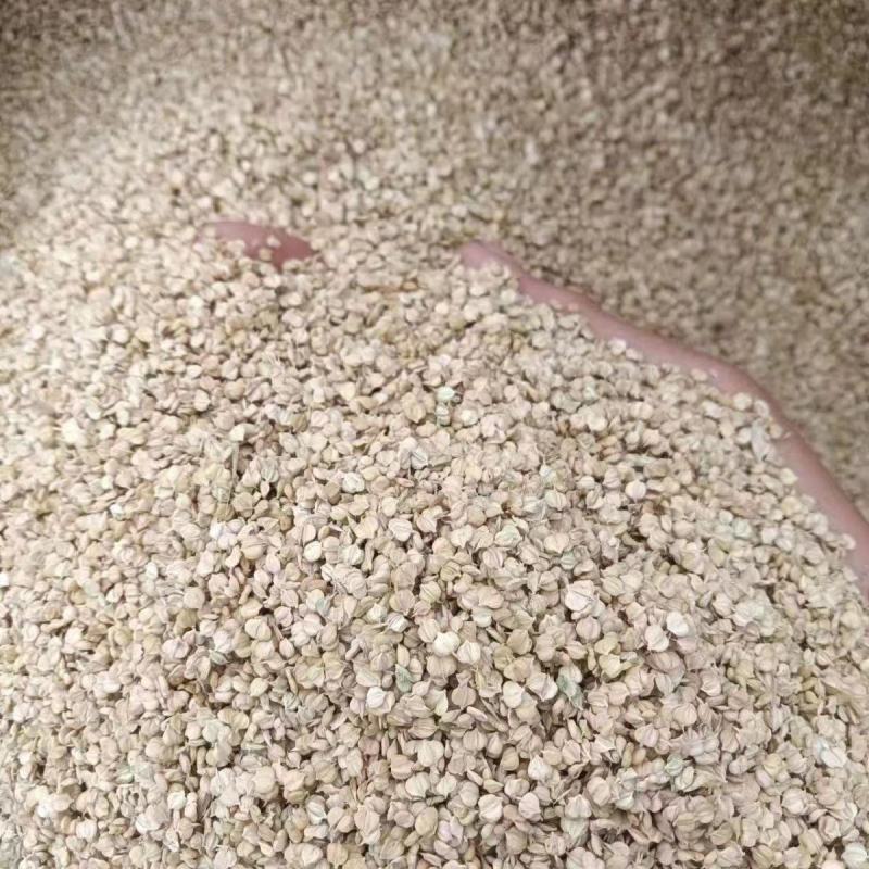 棒棒草籽小龙虾养殖苦梗草菵草冬季秋季棒棒草籽虾塘棒棒草种