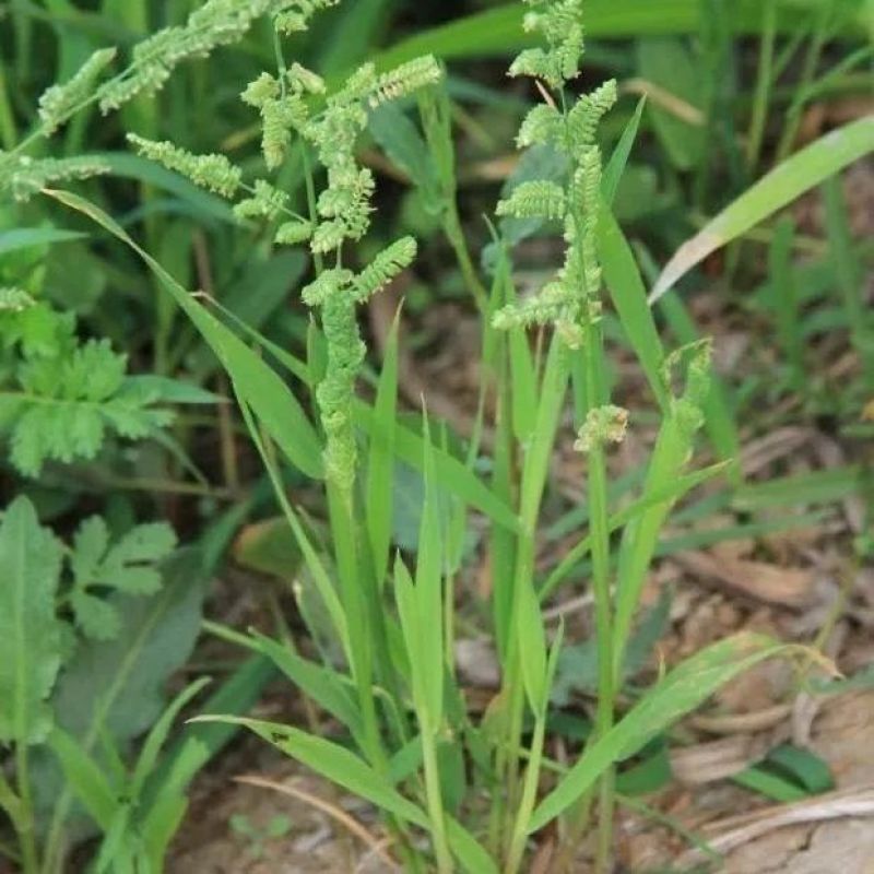 棒棒草籽小龙虾养殖苦梗草菵草冬季秋季棒棒草籽虾塘棒棒草种