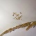 棒棒草籽小龙虾养殖苦梗草菵草冬季秋季棒棒草籽虾塘棒棒草种