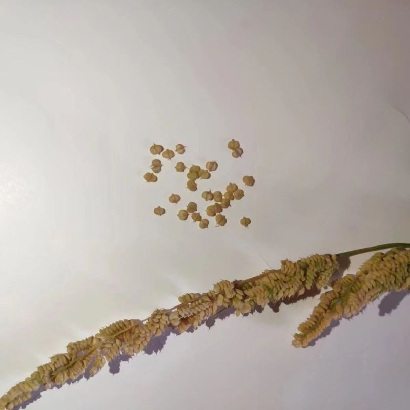 棒棒草籽小龙虾养殖苦梗草菵草冬季秋季棒棒草籽虾塘棒棒草种