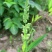 棒棒草籽小龙虾养殖苦梗草菵草冬季秋季棒棒草籽虾塘棒棒草种