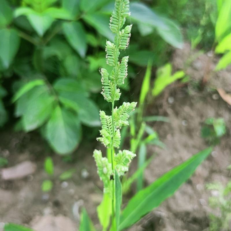 棒棒草籽小龙虾养殖苦梗草菵草冬季秋季棒棒草籽虾塘棒棒草种