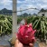 ♥️金都一号火龙果货源保质保量红心火龙果欢迎电话联系