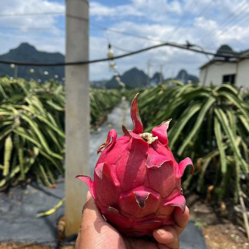 ♥️金都一号火龙果货源保质保量红心火龙果欢迎电话联系