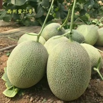 哈密瓜