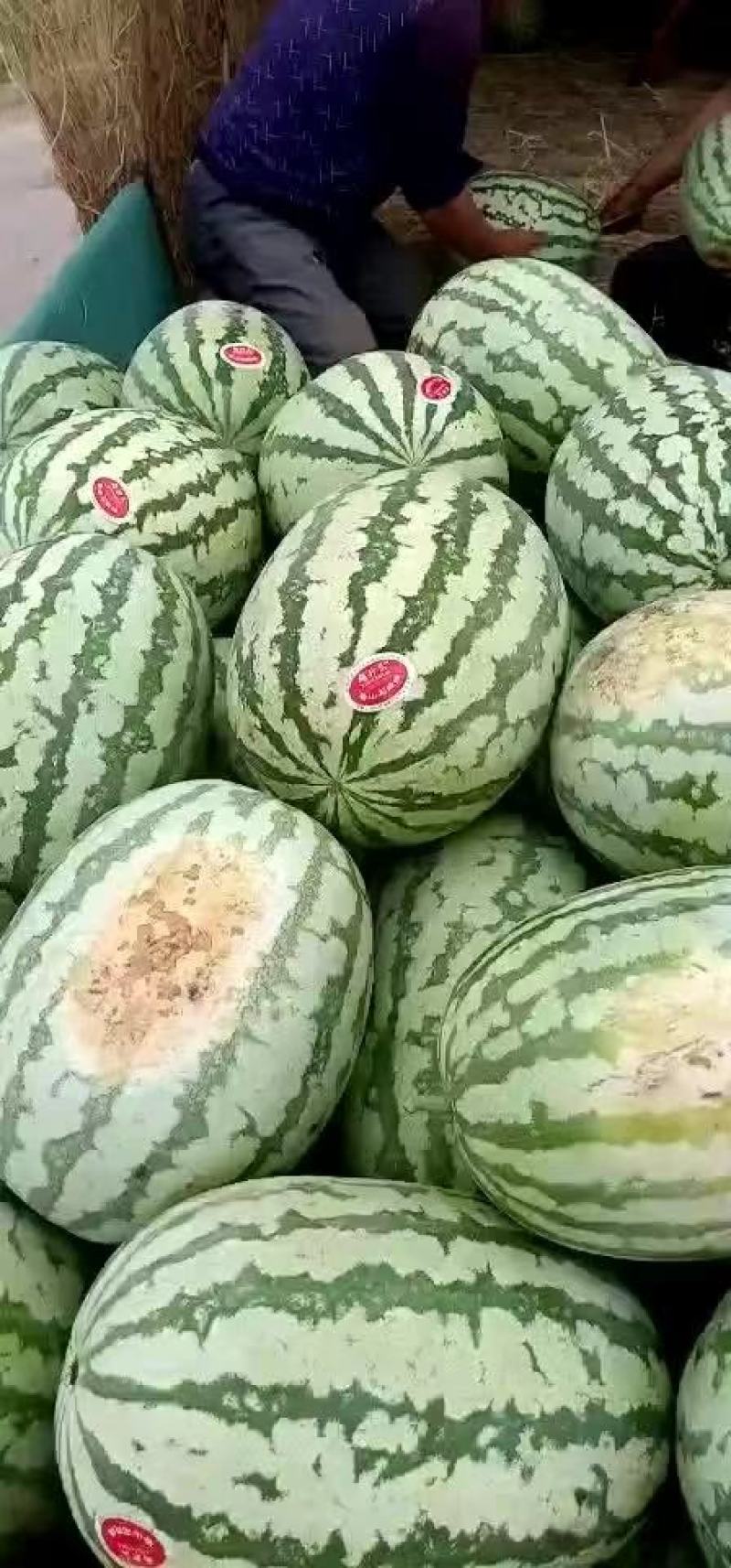陕甘宁，金城5号金花1号瓜个大，皮毛亮骚产地直发货源