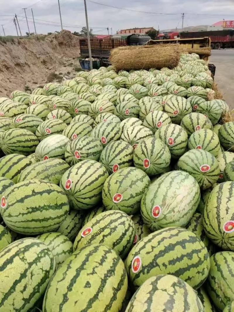 陕甘宁，金城5号金花1号瓜个大，皮毛亮骚产地直发货源