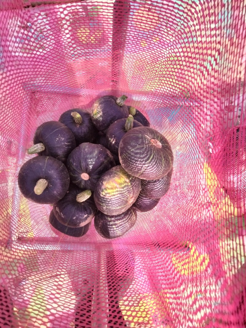 贝贝南瓜
