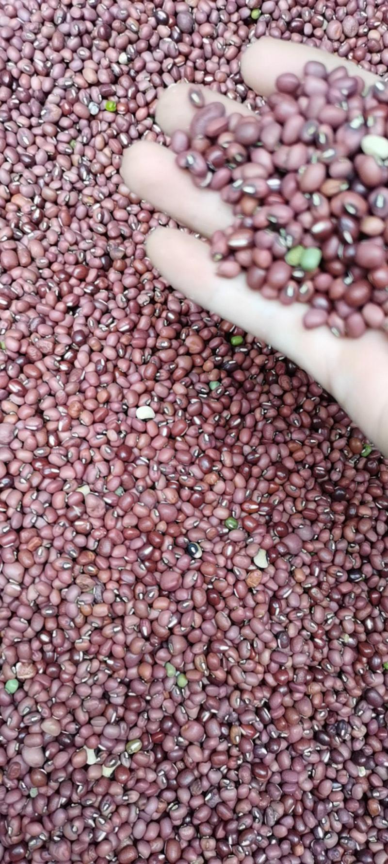 批发各种红豆，实图为例