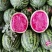 【热销】陕西有籽甜王西瓜供应各大市场电商商超品质