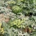 【热销】陕西有籽甜王西瓜供应各大市场电商商超品质