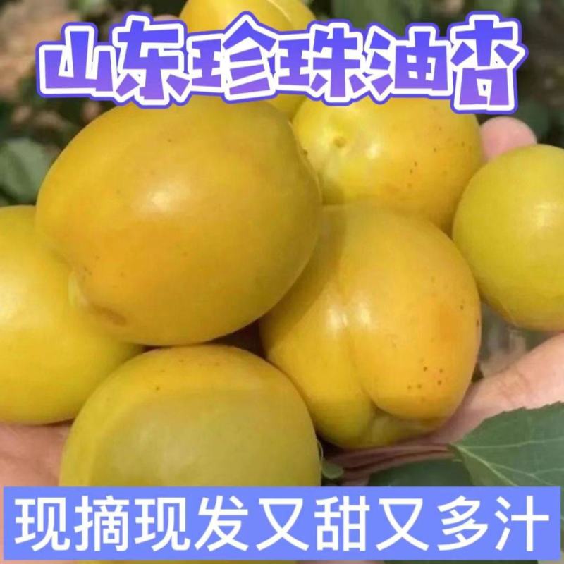 山东油杏费县油杏现摘现发口感脆甜。可代发货质量保证一条