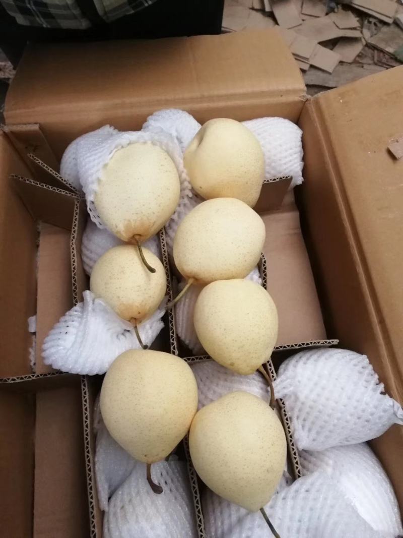 水晶鸭梨/冠县水晶梨万亩梨园直发代收代发代加工