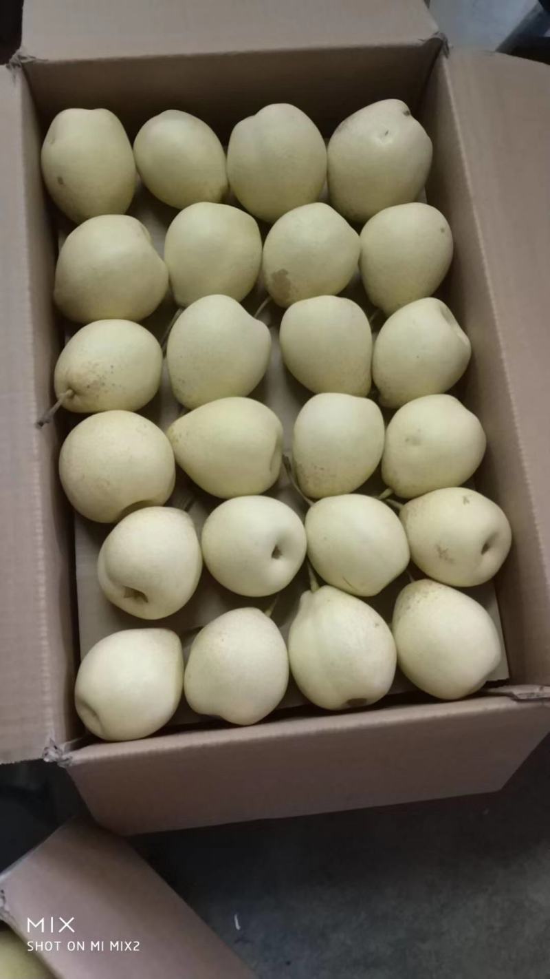 水晶鸭梨/冠县水晶梨万亩梨园直发代收代发代加工