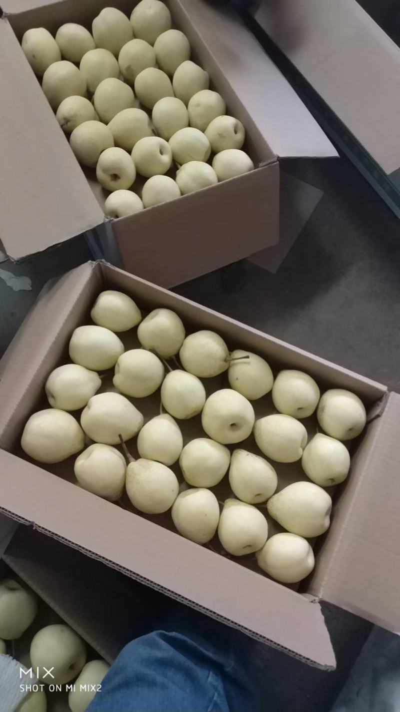 水晶鸭梨/冠县水晶梨万亩梨园直发代收代发代加工