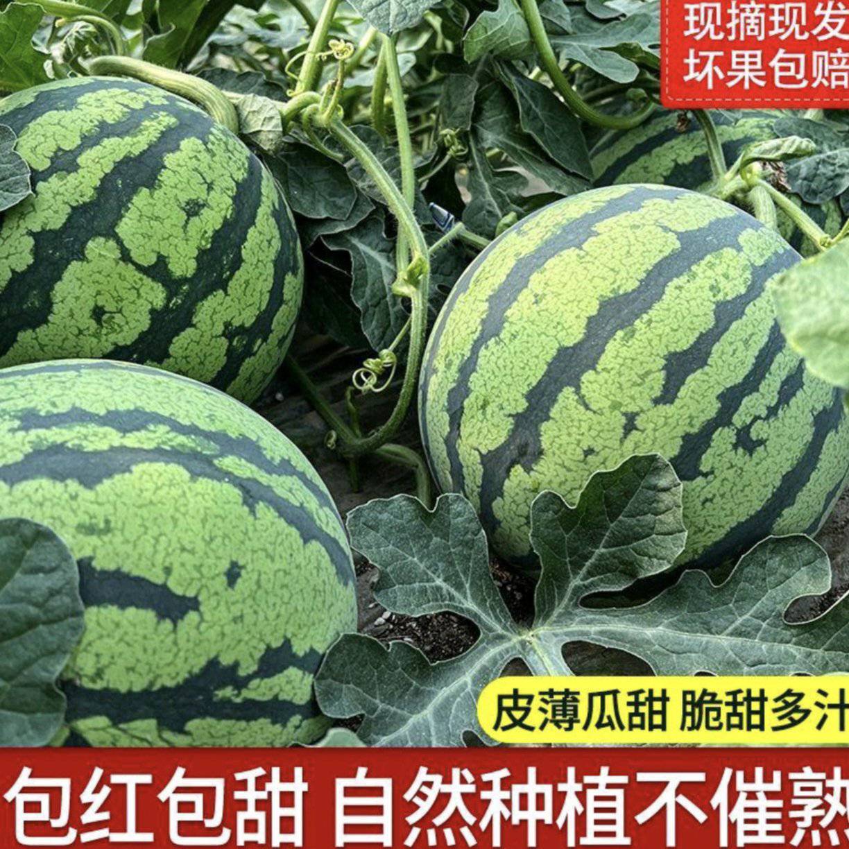 [美都西瓜批发]河南商丘夏邑县西瓜 0.40元/斤精品美都西瓜 _ 一亩田