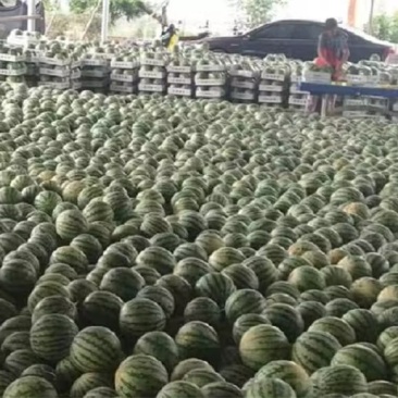 山东菏泽精品美都大量上市啦欢迎老板咨询选购，量大优惠