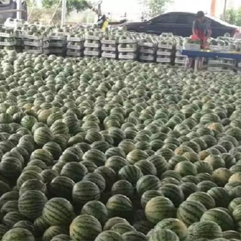 山东菏泽精品美都大量上市啦欢迎老板咨询选购，量大优惠
