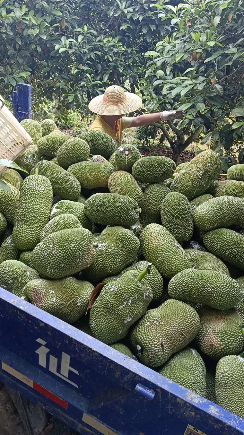 海南榴莲蜜一手货源对接批发商商超个体电商等
