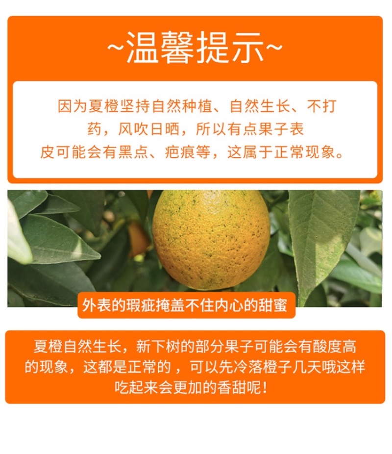 湖北夏橙代发3/5/9斤当季水果新鲜酸甜榨汁水果一件代发