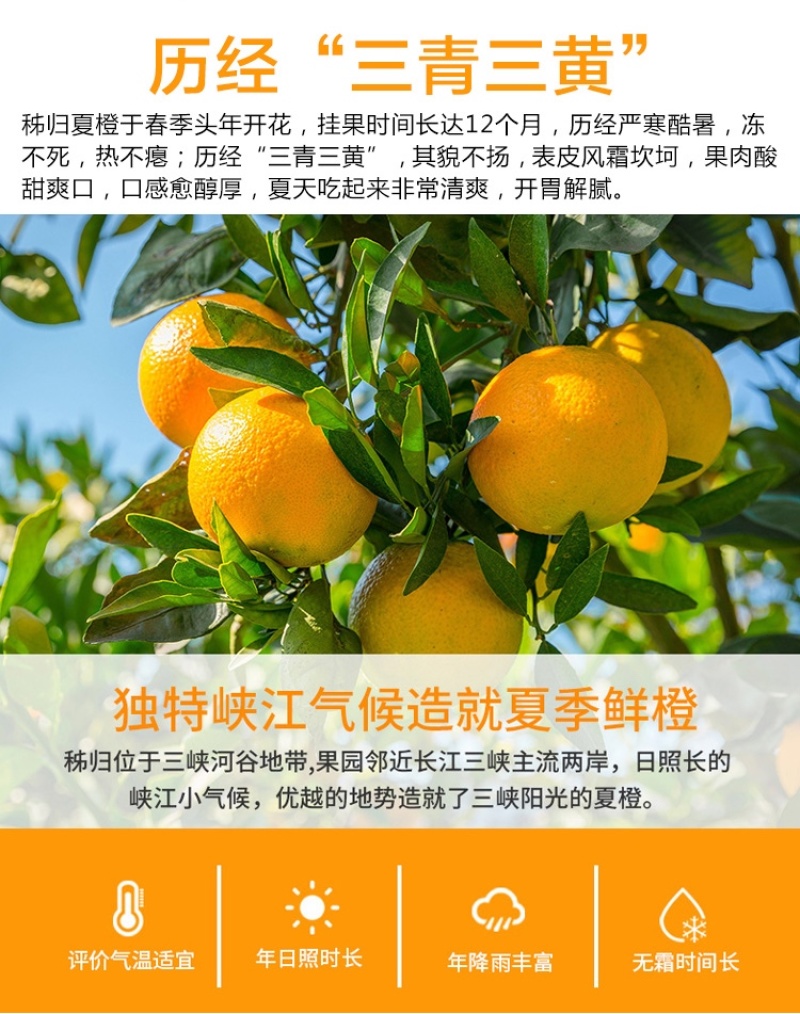 湖北夏橙代发3/5/9斤当季水果新鲜酸甜榨汁水果一件代发