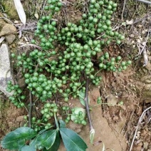 高山青花椒