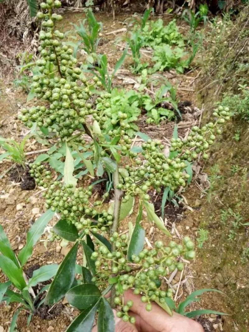 高山青花椒