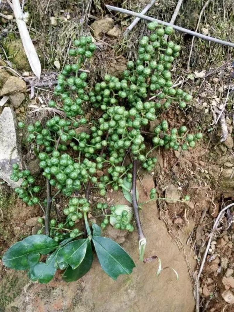 高山青花椒