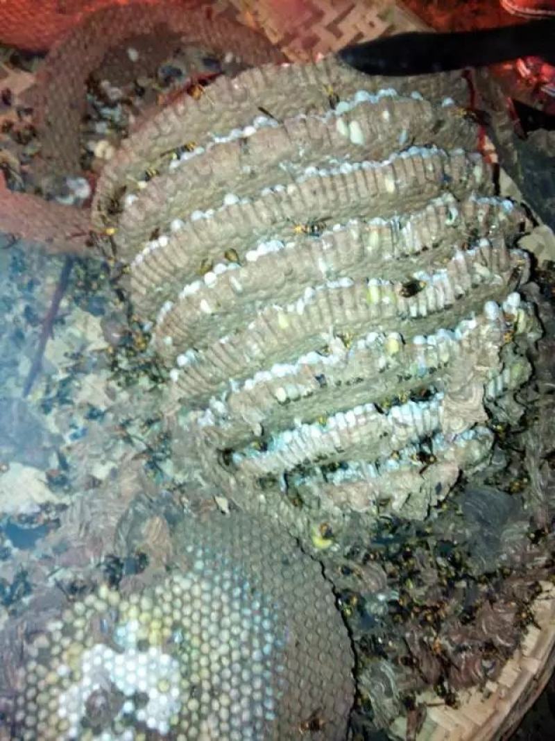 野生蜂蛹