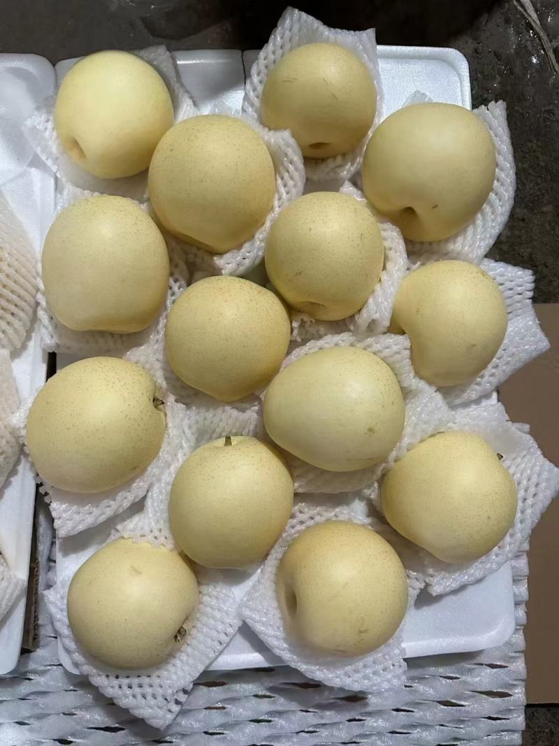 河北皇冠梨产地直供一手货源对接市场批发电商平台