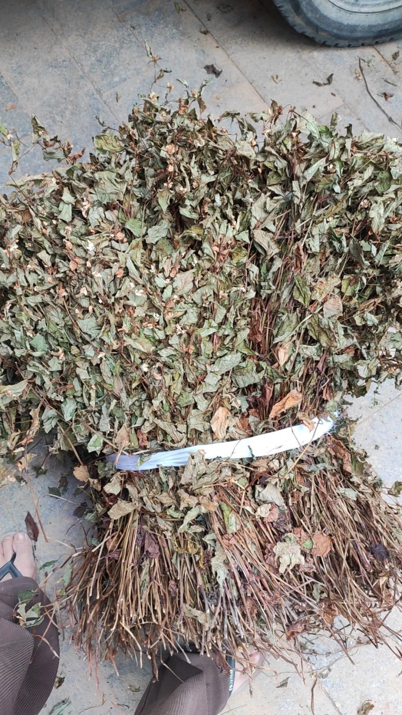 整株可切断鱼腥草新货全干折耳根干货可零售可批发可发快递