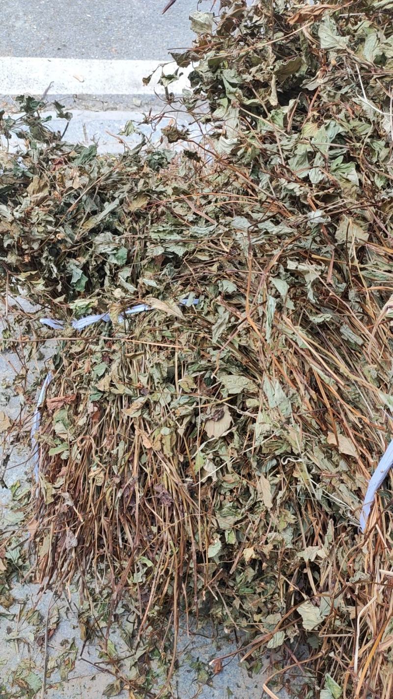 整株可切断鱼腥草新货全干折耳根干货可零售可批发可发快递