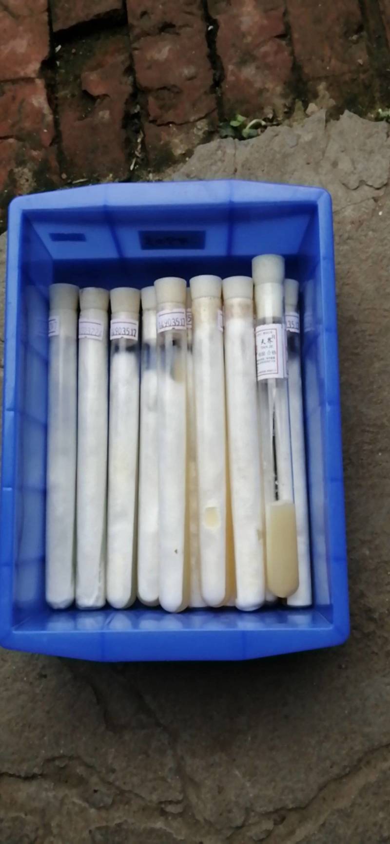 平菇广温母种！灰黑色菌株规格18mm×180mm试管母种