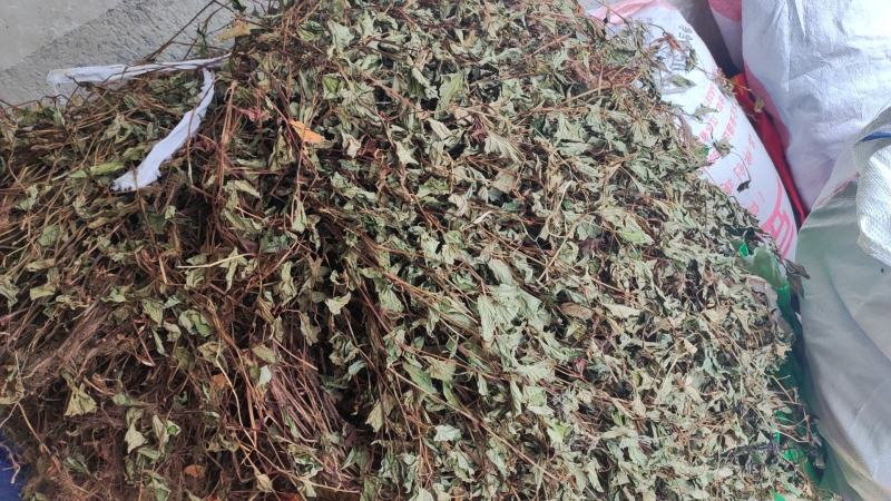 整株可切断鱼腥草新货全干折耳根干货可零售可批发可发快递