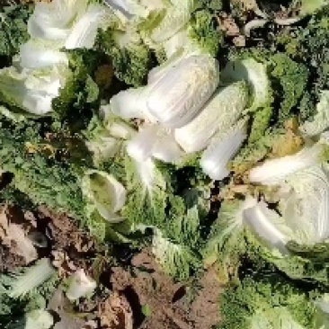 白菜
