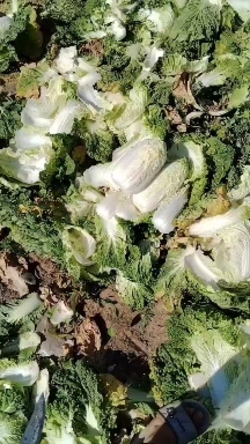 白菜