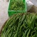 二荆条