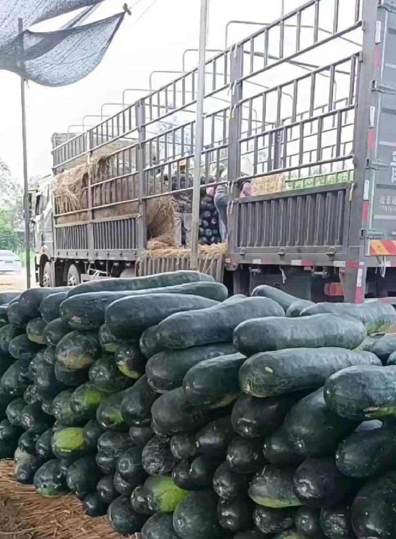黑皮冬瓜糖厂加工厂冬瓜吊冬瓜地冬瓜黑金刚冬瓜