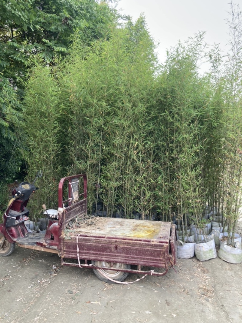 人面竹，罗汉竹