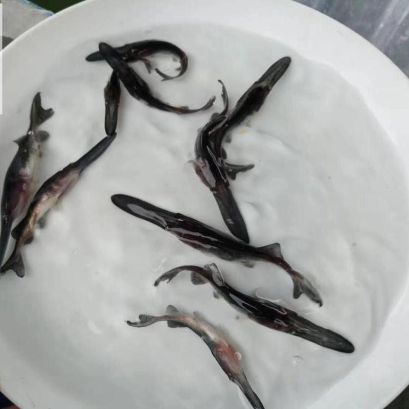 鸭嘴鱼苗大苗鲜活鸭嘴鲟鱼苗食用养殖水花路亚特种淡水