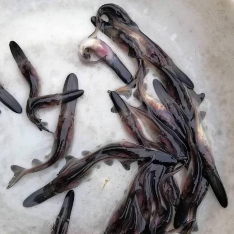 鸭嘴鱼苗大苗鲜活鸭嘴鲟鱼苗食用养殖水花路亚特种淡水