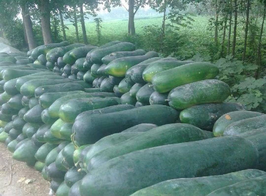 冬瓜与苦瓜典型品种对比图