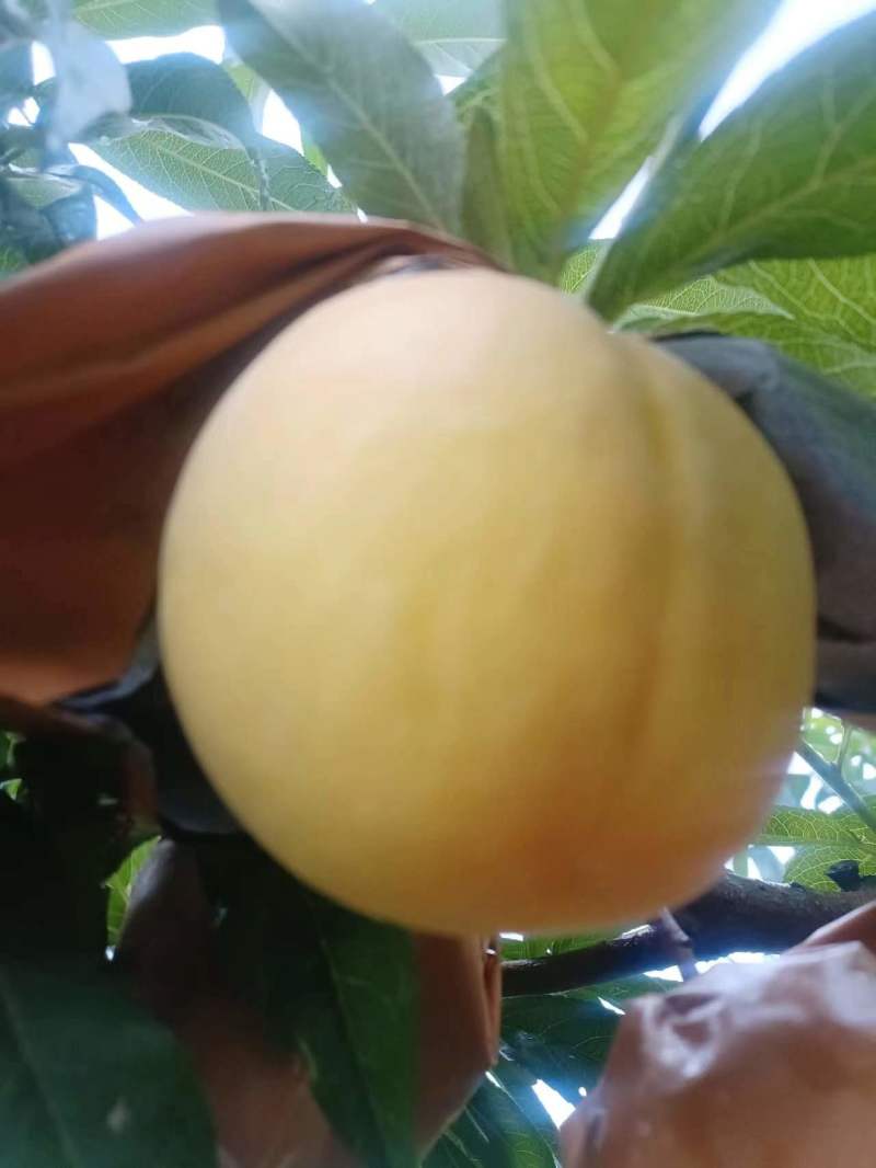 锦香黄桃，黄金蜜二号黄桃持续上市了