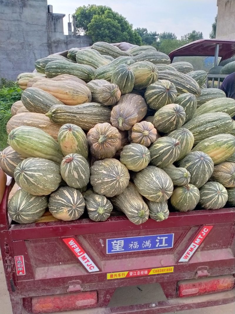 【热卖中】新野县南瓜大量上市产地直发一手货源品质保证